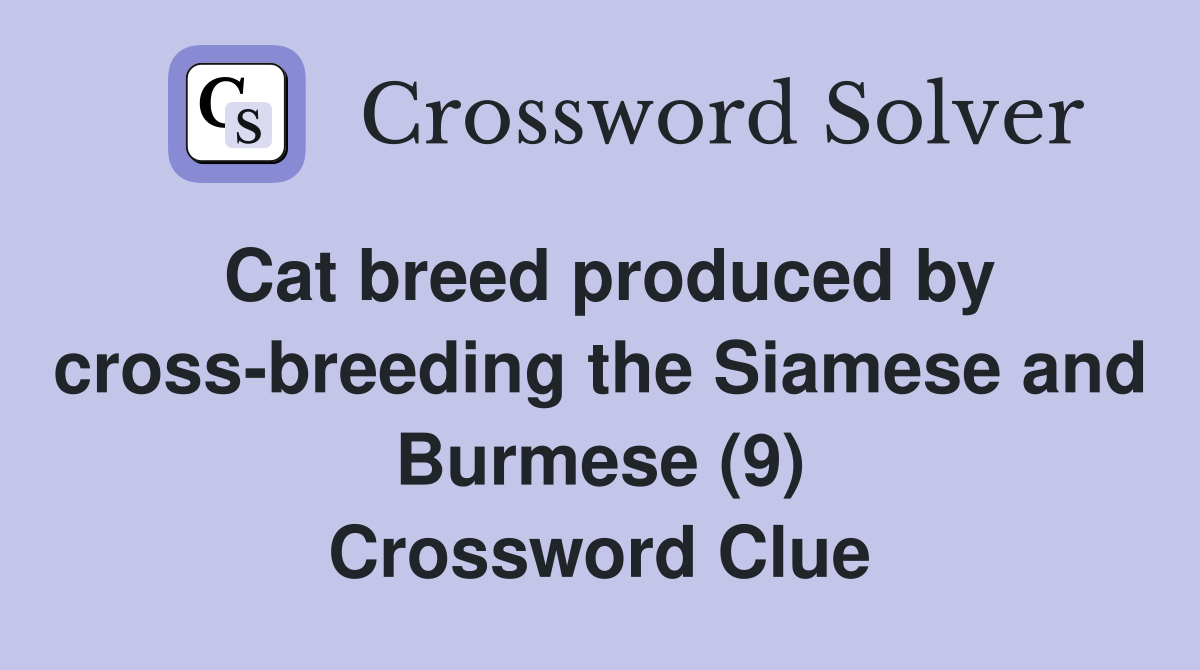 Cat breed produced by crossbreeding the Siamese and Burmese (9